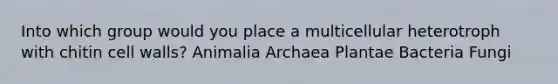 Into which group would you place a multicellular heterotroph with chitin cell walls? Animalia Archaea Plantae Bacteria Fungi