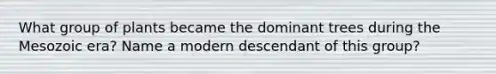 What group of plants became the dominant trees during the Mesozoic era? Name a modern descendant of this group?