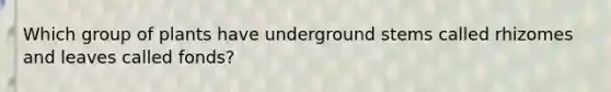 Which group of plants have underground stems called rhizomes and leaves called fonds?