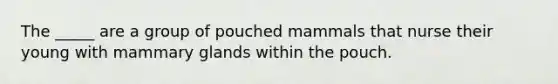 The _____ are a group of pouched mammals that nurse their young with mammary glands within the pouch.