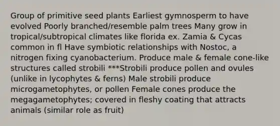 Group of primitive seed plants Earliest gymnosperm to have evolved Poorly branched/resemble palm trees Many grow in tropical/subtropical climates like florida ex. Zamia & Cycas common in fl Have symbiotic relationships with Nostoc, a nitrogen fixing cyanobacterium. Produce male & female cone-like structures called strobili ***Strobili produce pollen and ovules (unlike in lycophytes & ferns) Male strobili produce microgametophytes, or pollen Female cones produce the megagametophytes; covered in fleshy coating that attracts animals (similar role as fruit)