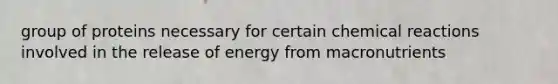 group of proteins necessary for certain chemical reactions involved in the release of energy from macronutrients