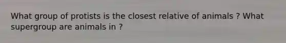What group of protists is the closest relative of animals ? What supergroup are animals in ?
