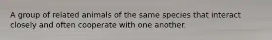A group of related animals of the same species that interact closely and often cooperate with one another.