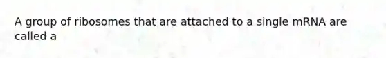 A group of ribosomes that are attached to a single mRNA are called a