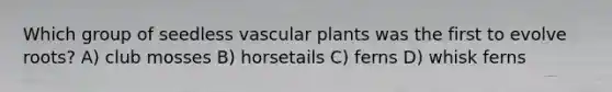 Which group of seedless <a href='https://www.questionai.com/knowledge/kbaUXKuBoK-vascular-plants' class='anchor-knowledge'>vascular plants</a> was the first to evolve roots? A) club mosses B) horsetails C) ferns D) whisk ferns