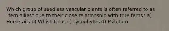 Which group of seedless <a href='https://www.questionai.com/knowledge/kbaUXKuBoK-vascular-plants' class='anchor-knowledge'>vascular plants</a> is often referred to as "fern allies" due to their close relationship with true ferns? a) Horsetails b) Whisk ferns c) Lycophytes d) Psilotum