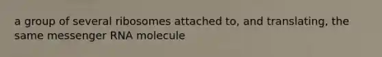 a group of several ribosomes attached to, and translating, the same <a href='https://www.questionai.com/knowledge/kDttgcz0ig-messenger-rna' class='anchor-knowledge'>messenger rna</a> molecule