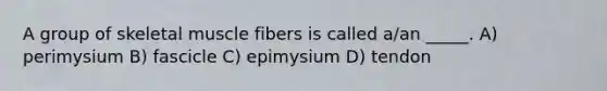 A group of skeletal muscle fibers is called a/an _____. A) perimysium B) fascicle C) epimysium D) tendon