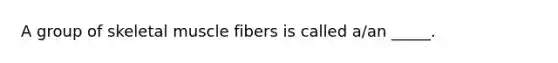 A group of skeletal muscle fibers is called a/an _____.
