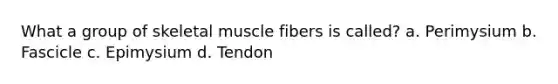 What a group of skeletal muscle fibers is called? a. Perimysium b. Fascicle c. Epimysium d. Tendon