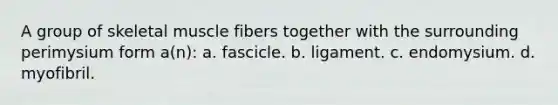 A group of skeletal muscle fibers together with the surrounding perimysium form a(n): a. fascicle. b. ligament. c. endomysium. d. myofibril.