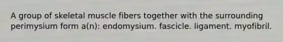 A group of skeletal muscle fibers together with the surrounding perimysium form a(n): endomysium. fascicle. ligament. myofibril.