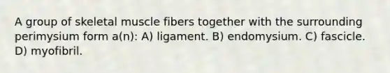 A group of skeletal muscle fibers together with the surrounding perimysium form a(n): A) ligament. B) endomysium. C) fascicle. D) myofibril.