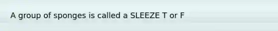 A group of sponges is called a SLEEZE T or F