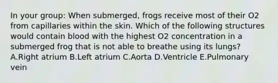 In your group: When submerged, frogs receive most of their O2 from capillaries within the skin. Which of the following structures would contain blood with the highest O2 concentration in a submerged frog that is not able to breathe using its lungs? A.Right atrium B.Left atrium C.Aorta D.Ventricle E.Pulmonary vein