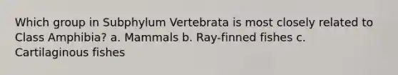 Which group in Subphylum Vertebrata is most closely related to Class Amphibia? a. Mammals b. Ray-finned fishes c. Cartilaginous fishes