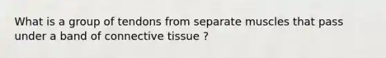 What is a group of tendons from separate muscles that pass under a band of <a href='https://www.questionai.com/knowledge/kYDr0DHyc8-connective-tissue' class='anchor-knowledge'>connective tissue</a> ?