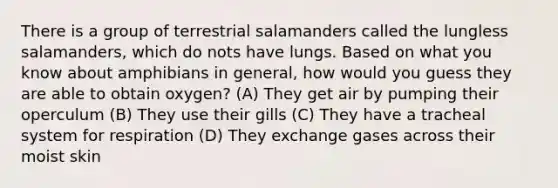 There is a group of terrestrial salamanders called the lungless salamanders, which do nots have lungs. Based on what you know about amphibians in general, how would you guess they are able to obtain oxygen? (A) They get air by pumping their operculum (B) They use their gills (C) They have a tracheal system for respiration (D) They exchange gases across their moist skin