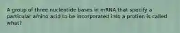 A group of three nucleotide bases in mRNA that specify a particular amino acid to be incorporated into a protien is called what?