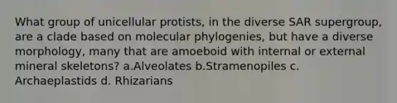 What group of unicellular protists, in the diverse SAR supergroup, are a clade based on molecular phylogenies, but have a diverse morphology, many that are amoeboid with internal or external mineral skeletons? a.Alveolates b.Stramenopiles c. Archaeplastids d. Rhizarians