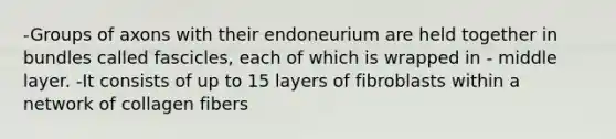 -Groups of axons with their endoneurium are held together in bundles called fascicles, each of which is wrapped in - middle layer. -It consists of up to 15 layers of fibroblasts within a network of collagen fibers