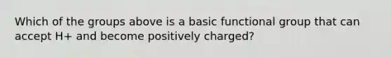Which of the groups above is a basic functional group that can accept H+ and become positively charged?