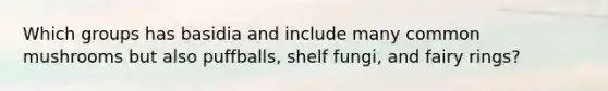 Which groups has basidia and include many common mushrooms but also puffballs, shelf fungi, and fairy rings?