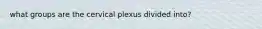 what groups are the cervical plexus divided into?