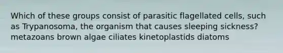 Which of these groups consist of parasitic flagellated cells, such as Trypanosoma, the organism that causes sleeping sickness? metazoans brown algae ciliates kinetoplastids diatoms