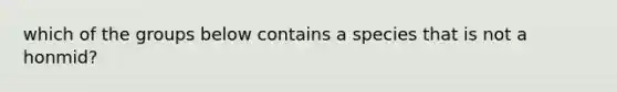 which of the groups below contains a species that is not a honmid?