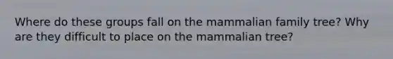 Where do these groups fall on the mammalian family tree? Why are they difficult to place on the mammalian tree?