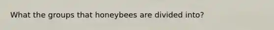 What the groups that honeybees are divided into?