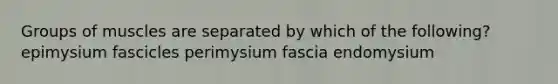 Groups of muscles are separated by which of the following? epimysium fascicles perimysium fascia endomysium