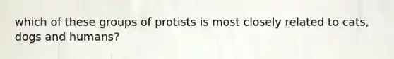 which of these groups of protists is most closely related to cats, dogs and humans?