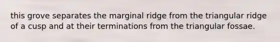 this grove separates the marginal ridge from the triangular ridge of a cusp and at their terminations from the triangular fossae.