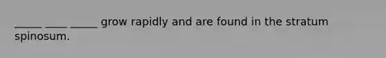 _____ ____ _____ grow rapidly and are found in the stratum spinosum.
