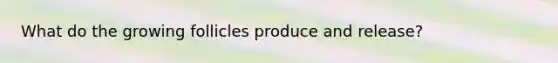 What do the growing follicles produce and release?