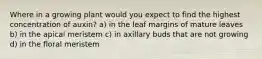 Where in a growing plant would you expect to find the highest concentration of auxin? a) in the leaf margins of mature leaves b) in the apical meristem c) in axillary buds that are not growing d) in the floral meristem