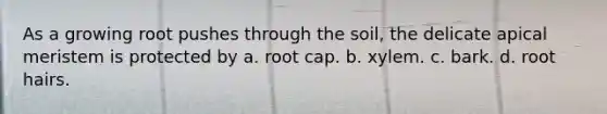 As a growing root pushes through the soil, the delicate apical meristem is protected by a. root cap. b. хуlem. c. bark. d. root hairs.