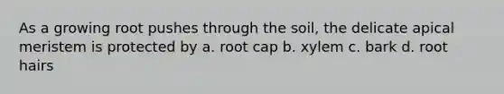 As a growing root pushes through the soil, the delicate apical meristem is protected by a. root cap b. xylem c. bark d. root hairs