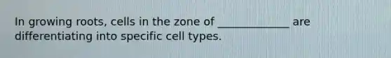 In growing roots, cells in the zone of _____________ are differentiating into specific cell types.