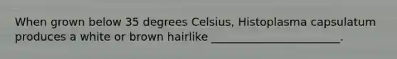 When grown below 35 degrees Celsius, Histoplasma capsulatum produces a white or brown hairlike _______________________.