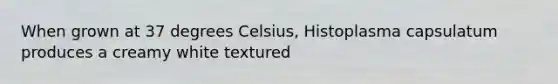 When grown at 37 degrees Celsius, Histoplasma capsulatum produces a creamy white textured