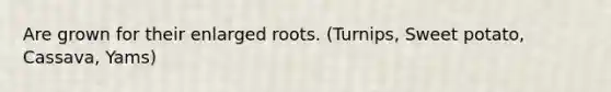 Are grown for their enlarged roots. (Turnips, Sweet potato, Cassava, Yams)