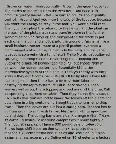 - Grown on water - Hydroconically - Grow in the greenhouse feb and march to protect it from the weather. - You need it to produce quality leaves. - Not like gardening, it's about quality control. - Around April you mow the tops of the tobacco, because you want the energy to stay in the root, you want a solid root. - Then you transplant the tobacco to the fields - Put the plants in the back of the pickup truck and transfer them to the field. o Workers sit behind trays on the transplanter, the workers put each one in a gun and shoot it into the ground o Farmer is like a small business worker, more of a pencil pusher, oversees a predominantly Mexican work force - In the early summer, the tobacco is sprayed with a ton of stuff. Philip Morris just outlawed spraying one thing cause it is carcinogenic. - Topping and Suckering o Take off flower- topping o Pull out shoots from in between the leaves- suckering o Essentially killing the reproductive system of the plants. o Then you spray with fatty acid so they don't come back- MH30 o If Philip Morris bans MH30 (carcinogenic), then there has to be way more labor in destroying the repro system. MH30 is labor saving • Then workers will be out there topping and suckering all the time. Will be spending a lot more on labor - Then they harvet the tobacco, uses belts that turn around to knock the leaves off the plants and puts them in a big container. o Brought back to farm on pickup truck - Then the leaves are put into a curing barn. Tobacco has to go from green to yellowish brown. Must modulate temperature up and down. The curing barns are a dank orange o After 7 days its cured - A hydraulic machine compresses it really tightly o Then you string it up o Have a 800 pound bale of tobacco o Shows huge shift from auction system • No pretty tied up tobacco • All compressed and in bales and less nice, but also easier and less expensive o Delivered on 18 wheeler to a factory