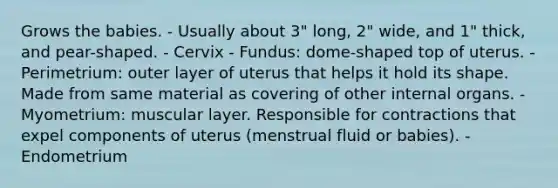 Grows the babies. - Usually about 3" long, 2" wide, and 1" thick, and pear-shaped. - Cervix - Fundus: dome-shaped top of uterus. - Perimetrium: outer layer of uterus that helps it hold its shape. Made from same material as covering of other internal organs. - Myometrium: muscular layer. Responsible for contractions that expel components of uterus (menstrual fluid or babies). - Endometrium