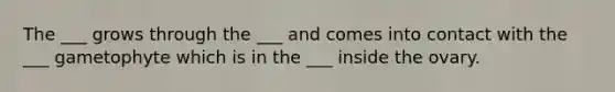 The ___ grows through the ___ and comes into contact with the ___ gametophyte which is in the ___ inside the ovary.