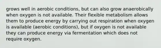 grows well in aerobic conditions, but can also grow anaerobically when oxygen is not available. Their flexible metabolism allows them to produce energy by carrying out respiration when oxygen is available (aerobic conditions), but if oxygen is not available they can produce energy via fermentation which does not require oxygen.