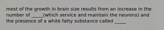 most of the growth in brain size results from an increase in the number of _____(which service and maintain the neurons) and the presence of a white fatty substance called _____